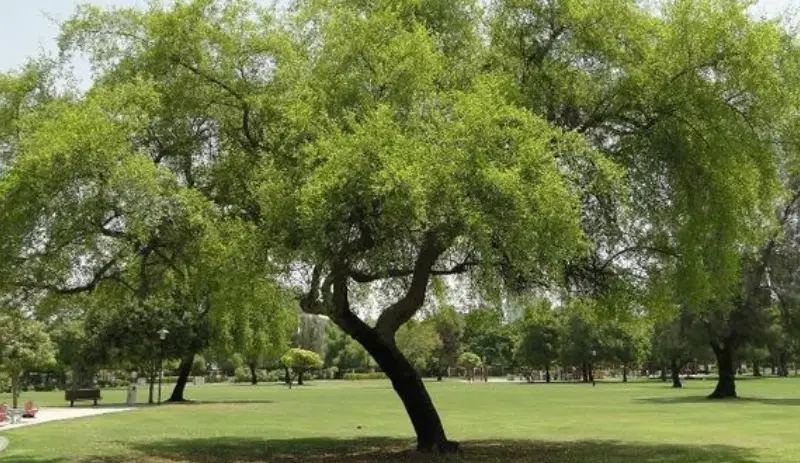 National Tree of Qatar